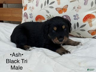 Australian Shepherd dogs Ash - Ad 20