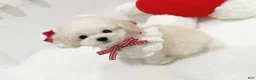 Toy Poodle dogs for sale: Cosita - Ad 1