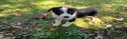 Mixed Breed dogs for sale: John - Ad 1