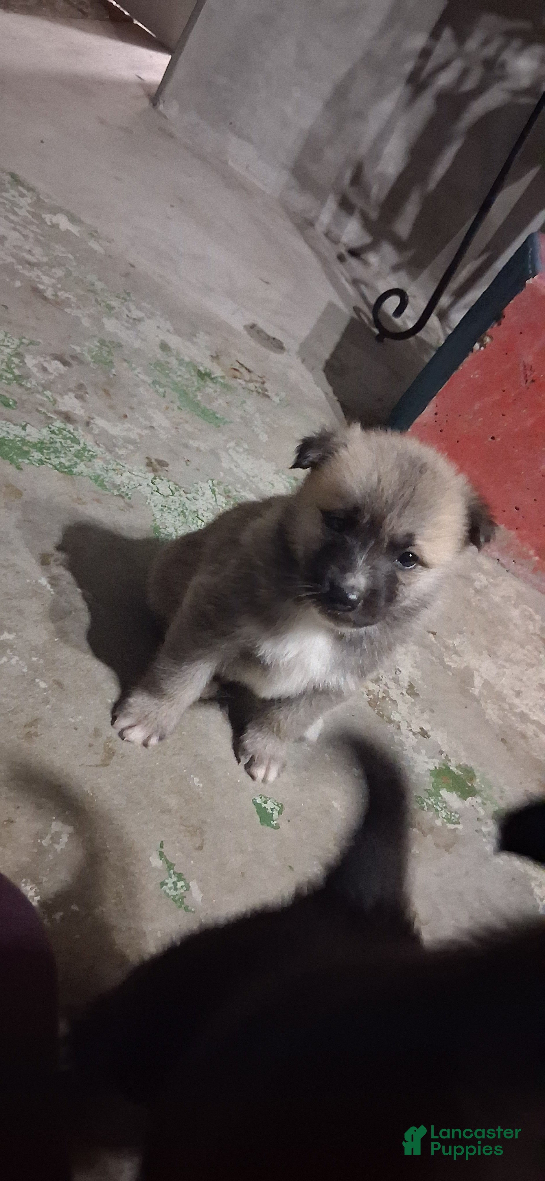Mixed Breed dogs Mixed Breed Puppy 1 - Ad 18