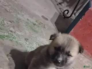 Mixed Breed dogs Mixed Breed Puppy 1 - Ad 10