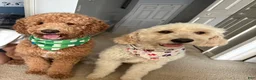 Goldendoodle dogs for sale: Chio  - Ad 8