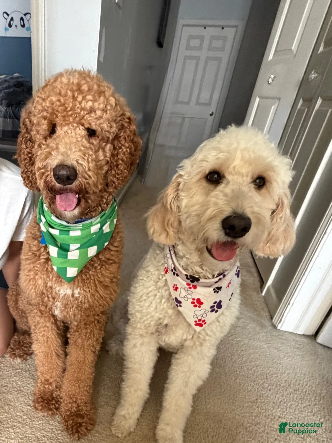Goldendoodle dogs for sale: Chio  - Ad 8
