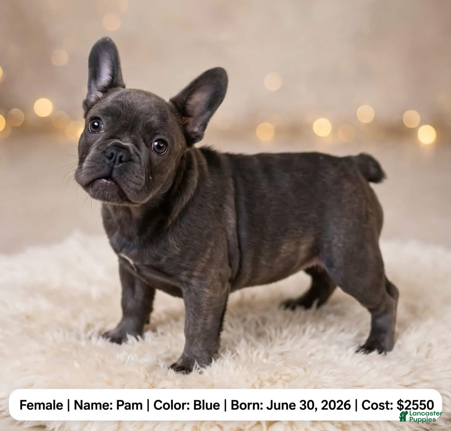 French Bulldog dogs Pam - Ad 1