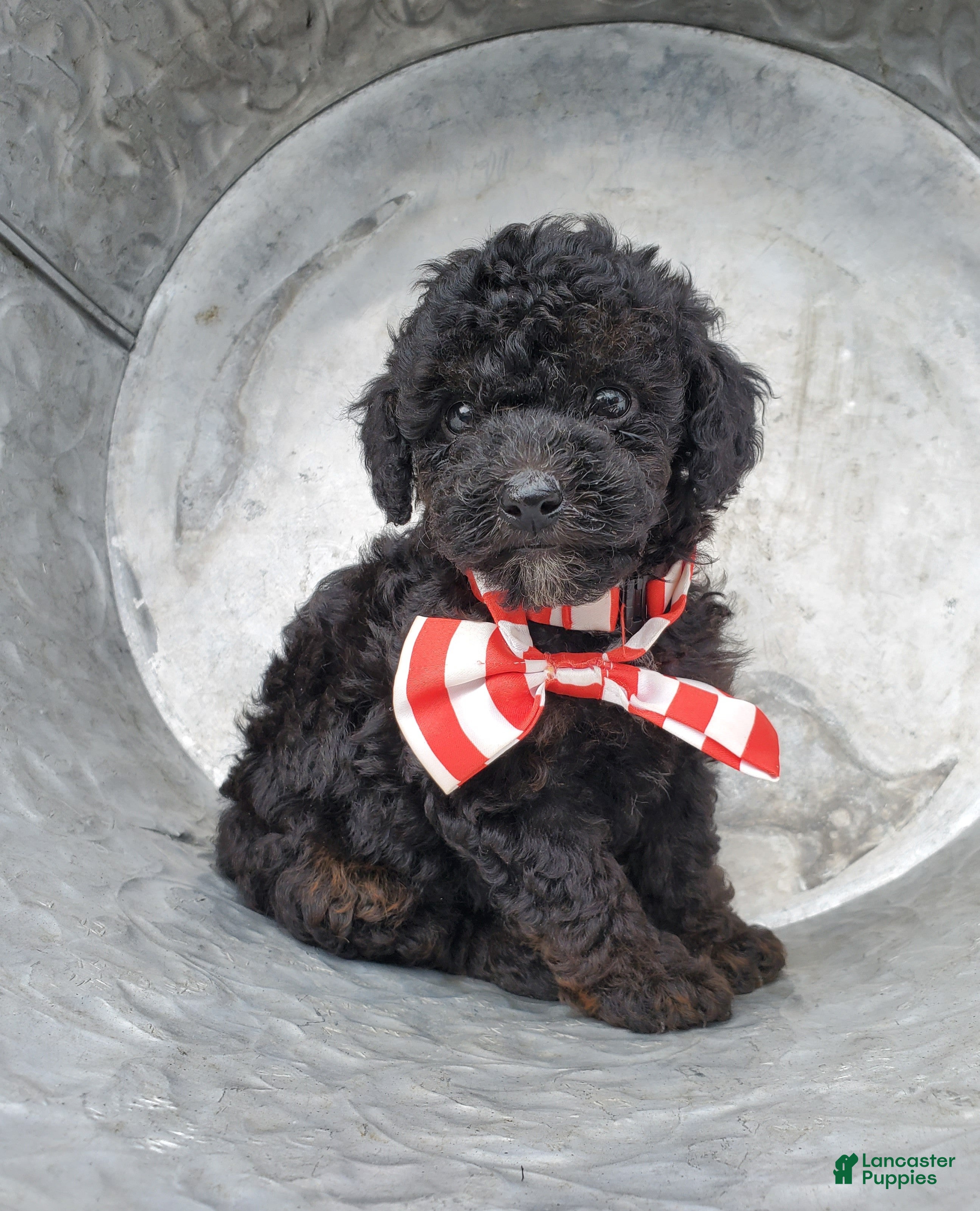 Toy Poodle dogs Bingo - Ad 1
