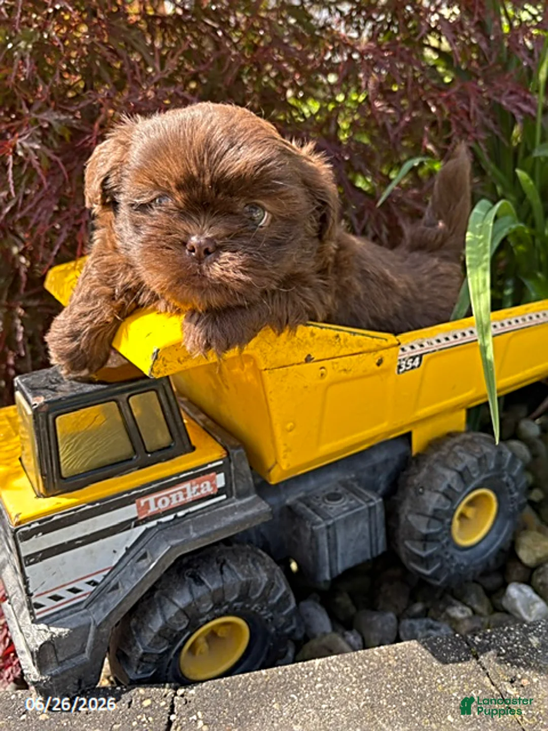 Shih Tzu dogs for sale: Leo - Ad 1