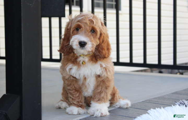 Cockapoo dogs Luka - Ad 1