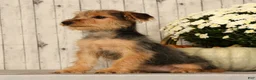 Yorkiepoo dogs for sale: Melody - Ad 9