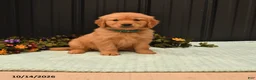 Golden Retriever dogs for sale: Banita - Ad 1