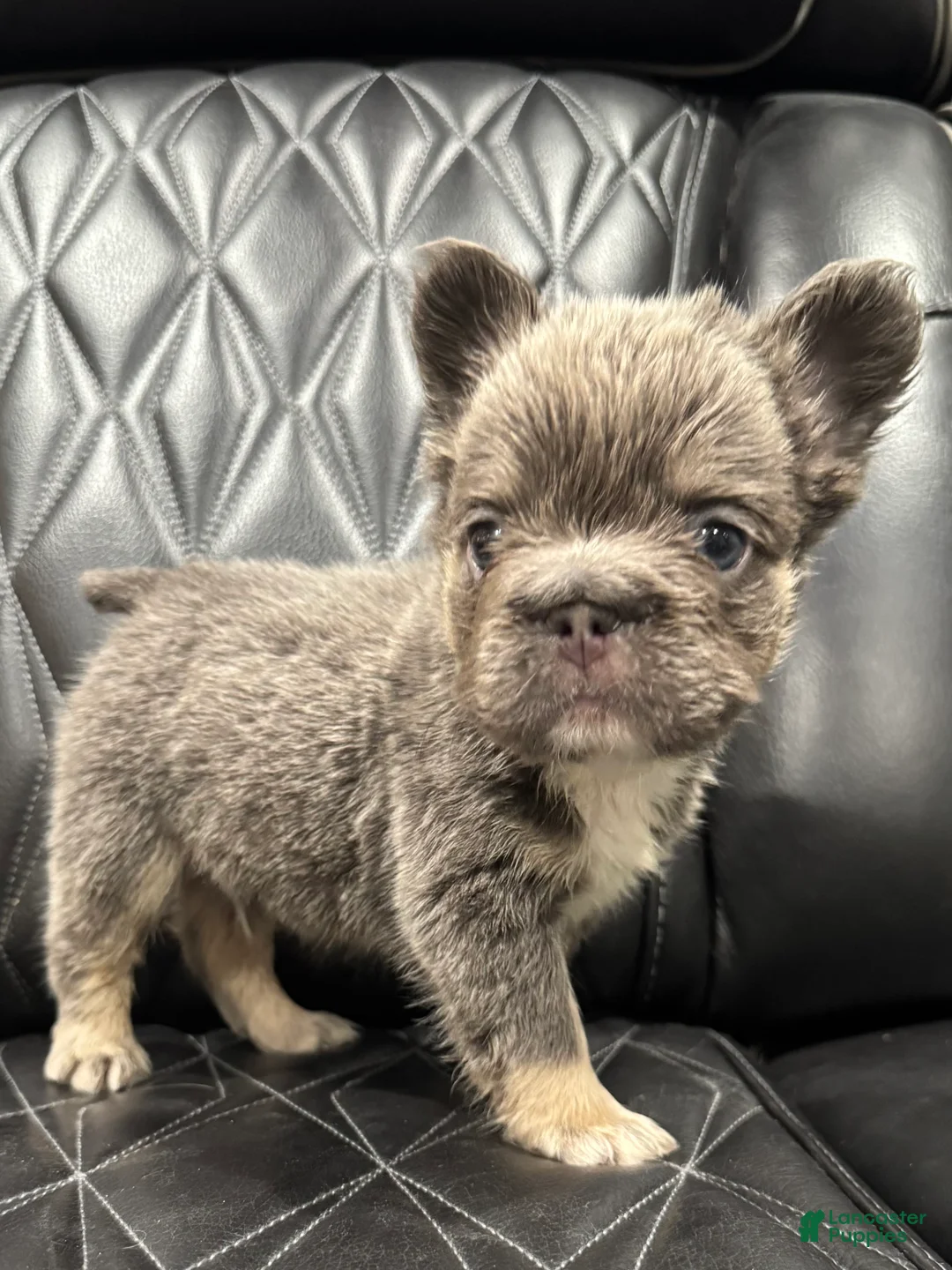 French Bulldog dogs for sale: FLUFFY BIG ROPE MAVERICK - Ad 9