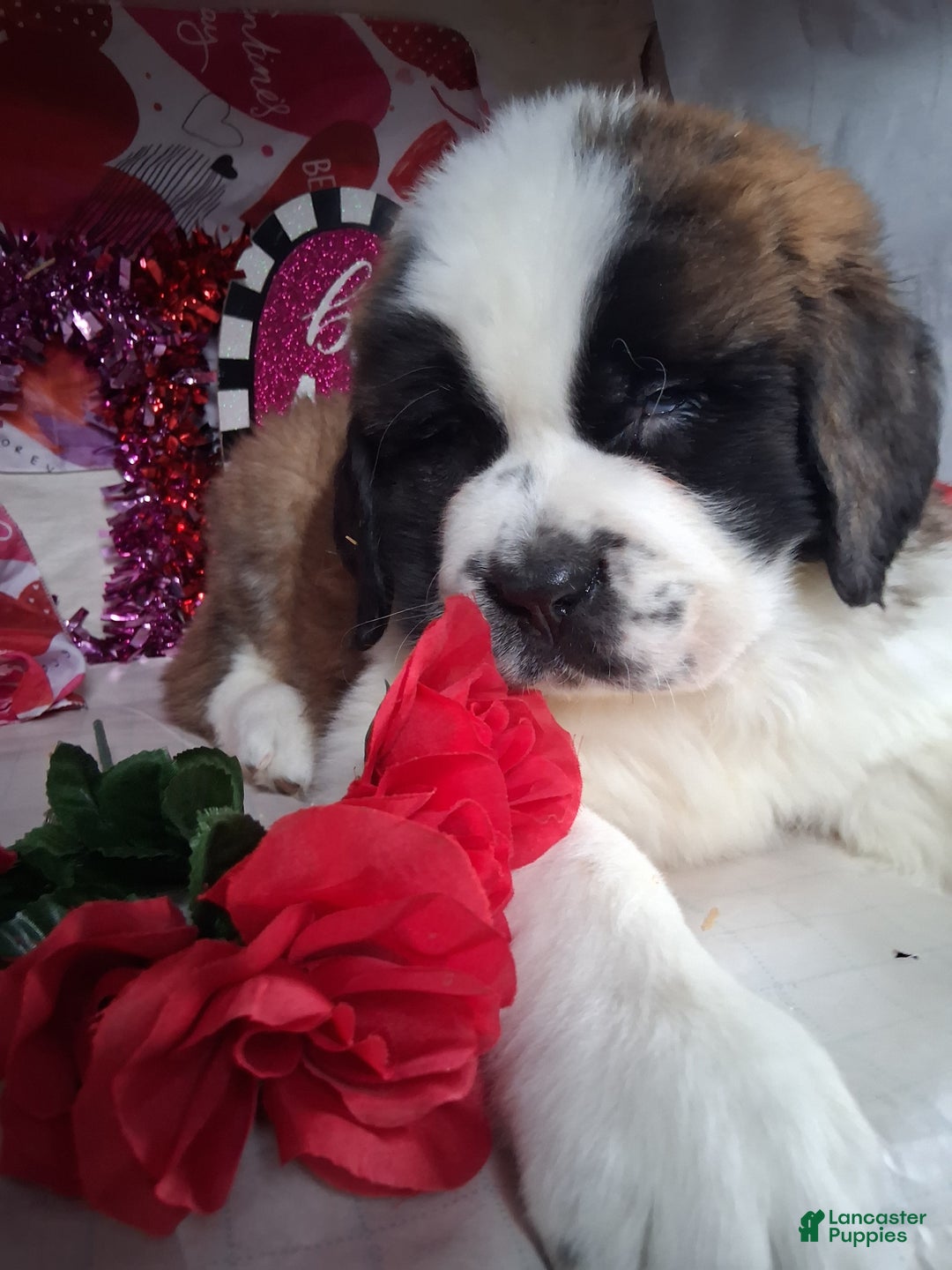 Saint Bernard dogs for sale: Magnus  - Ad 7