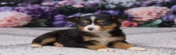 Miniature Australian Shepherd dogs for sale: Kendra - Ad 4