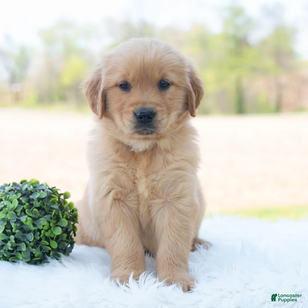 Golden Retriever dogs for sale: Mocha  - Ad 2