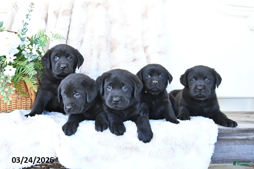 Labrador Retriever dogs for sale: Flora   - Ad 3