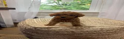 Mixed Breed dogs for sale: Silas - Ad 4