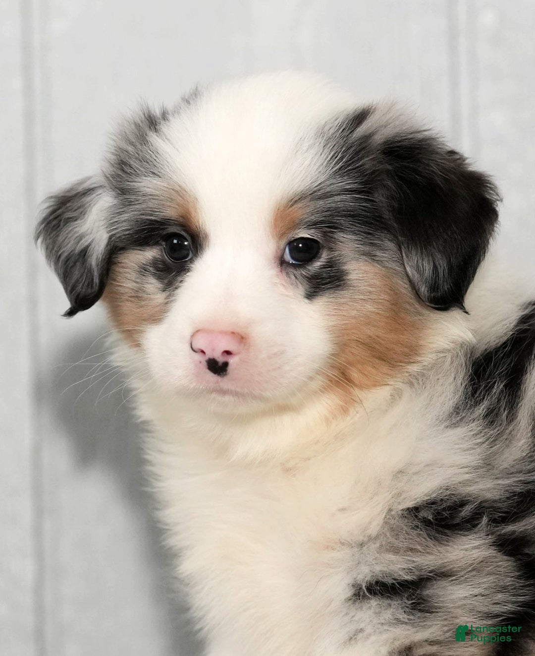 Miniature Australian Shepherd dogs for sale: Darrel - Ad 1