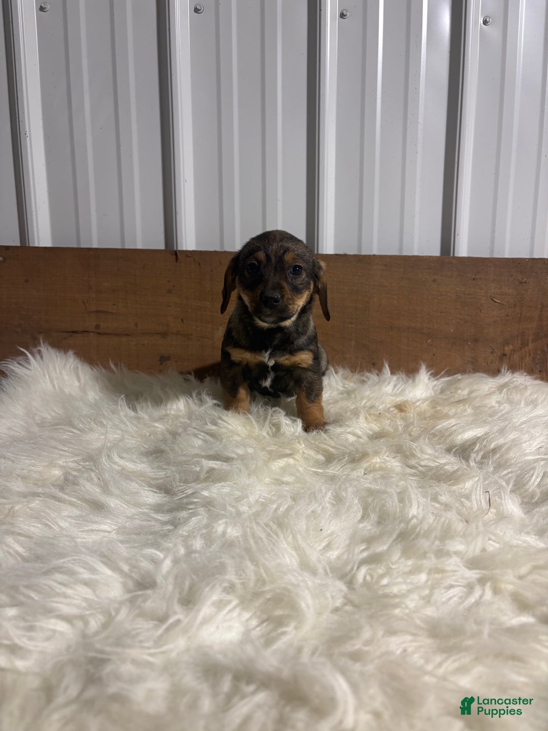 Mixed Breed dogs for sale: Mixed Breed Puppy 7 - Ad 3