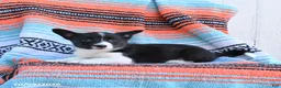Mixed Breed dogs for sale: Dahlia - Ad 2