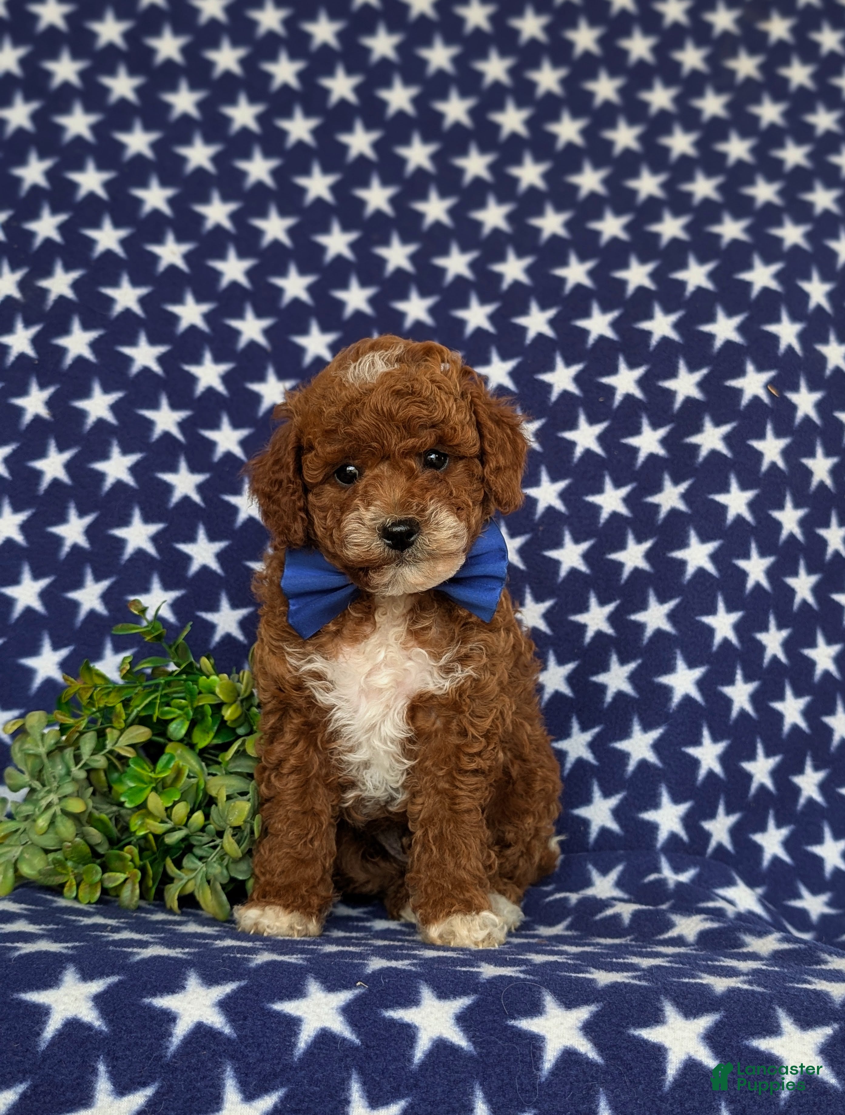 Toy Poodle dogs Riggs - Ad 2