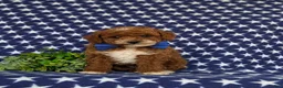 Toy Poodle dogs for sale: Riggs - Ad 2