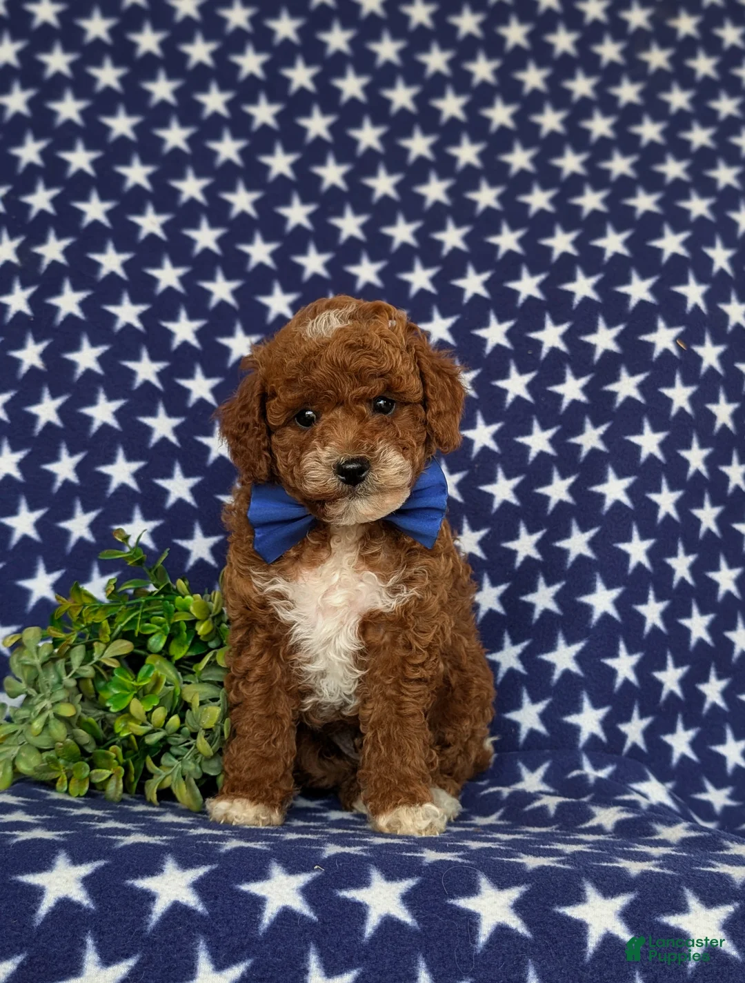 Toy Poodle dogs for sale: Riggs - Ad 2