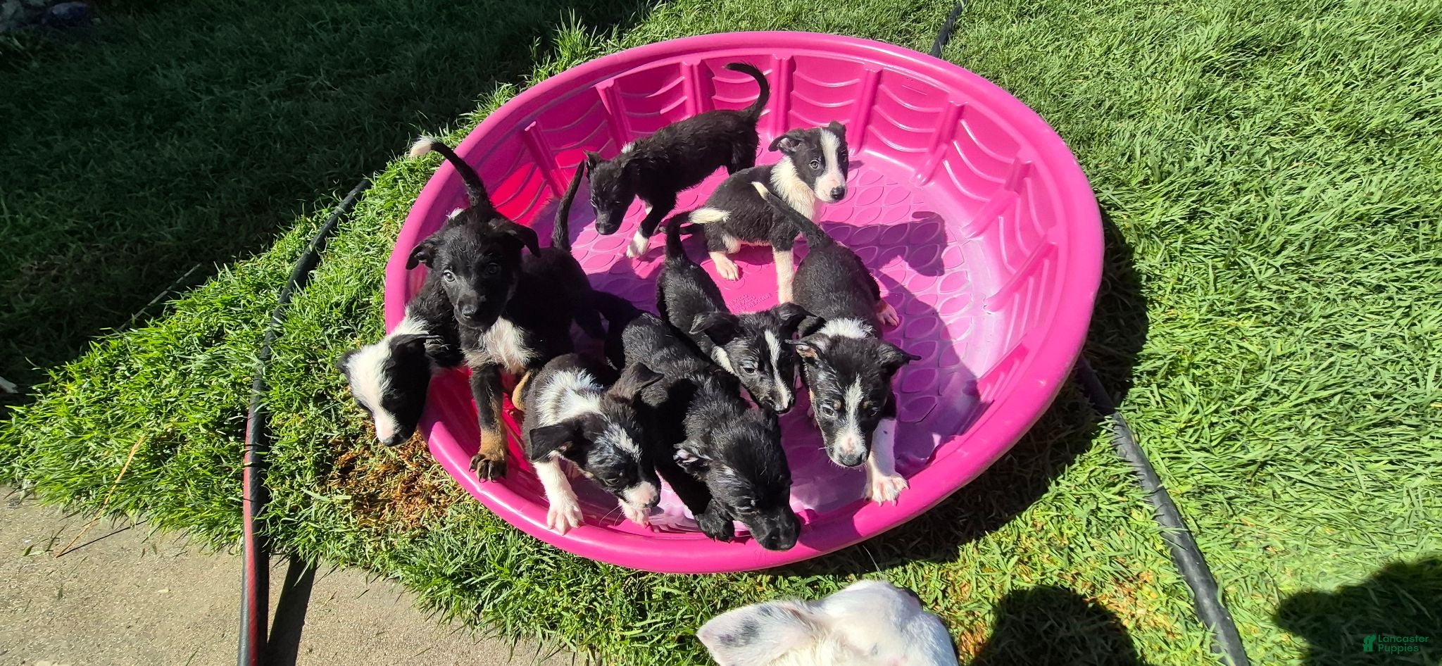 Mixed Breed dogs Mixed Breed 1 - Ad 40