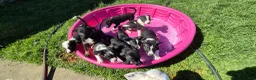 Mixed Breed dogs for sale: Mixed Breed 1 - Ad 1