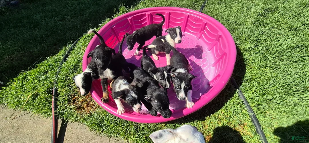 Mixed Breed dogs for sale: Mixed Breed 1 - Ad 1