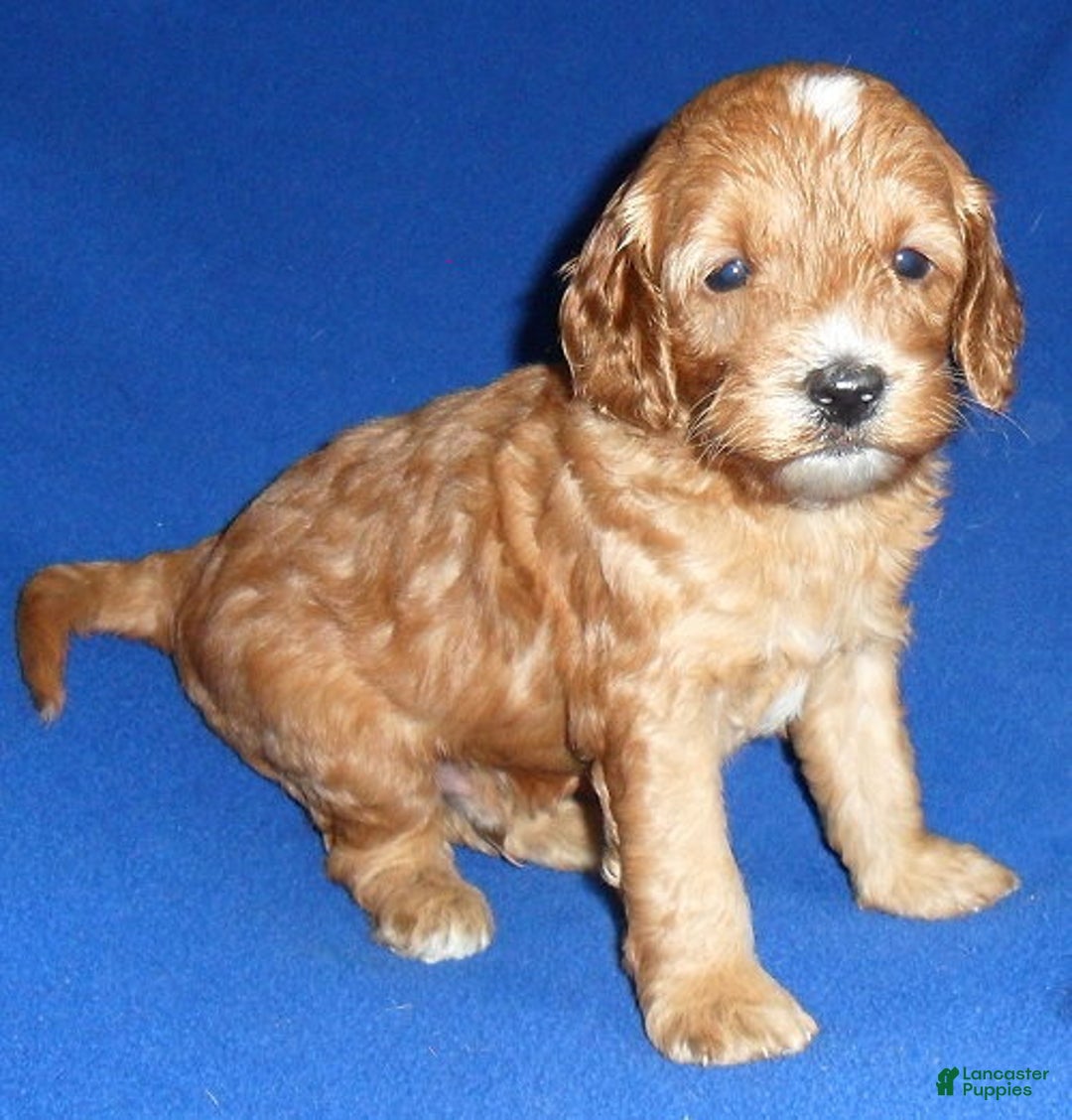 Cockapoo dogs for sale: Louie - Ad 3