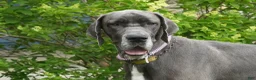 Great Dane dogs for sale: Jasper - Ad 2