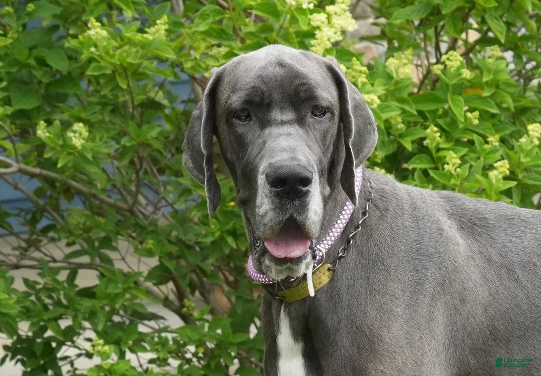 Great Dane dogs for sale: Jasper - Ad 2