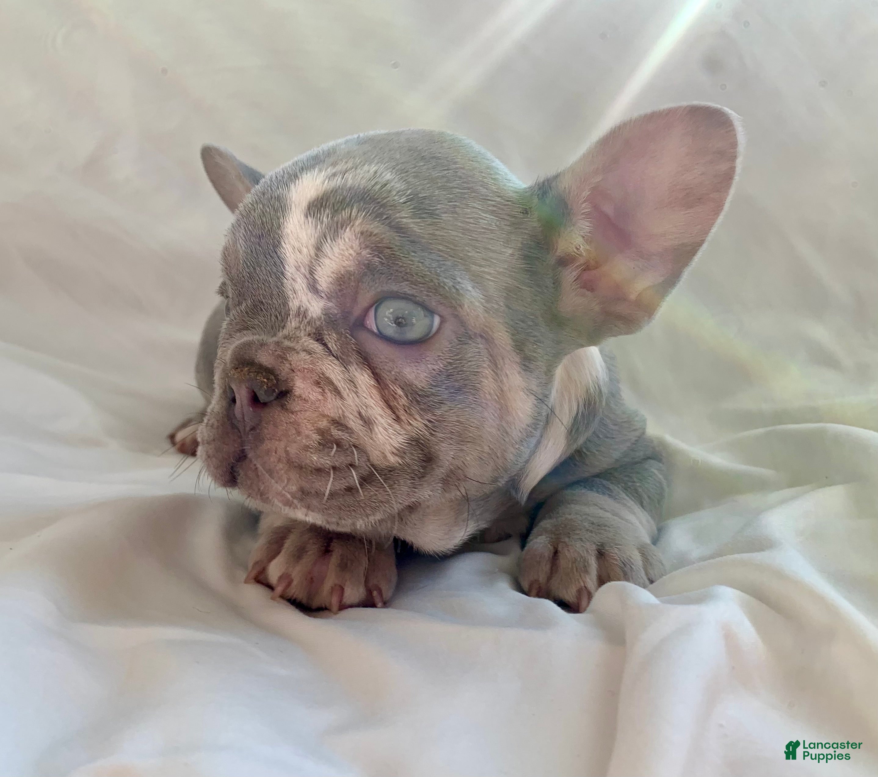 French Bulldog dogs Hazel - Ad 29