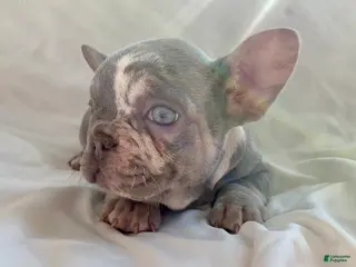French Bulldog dogs Hazel - Ad 29