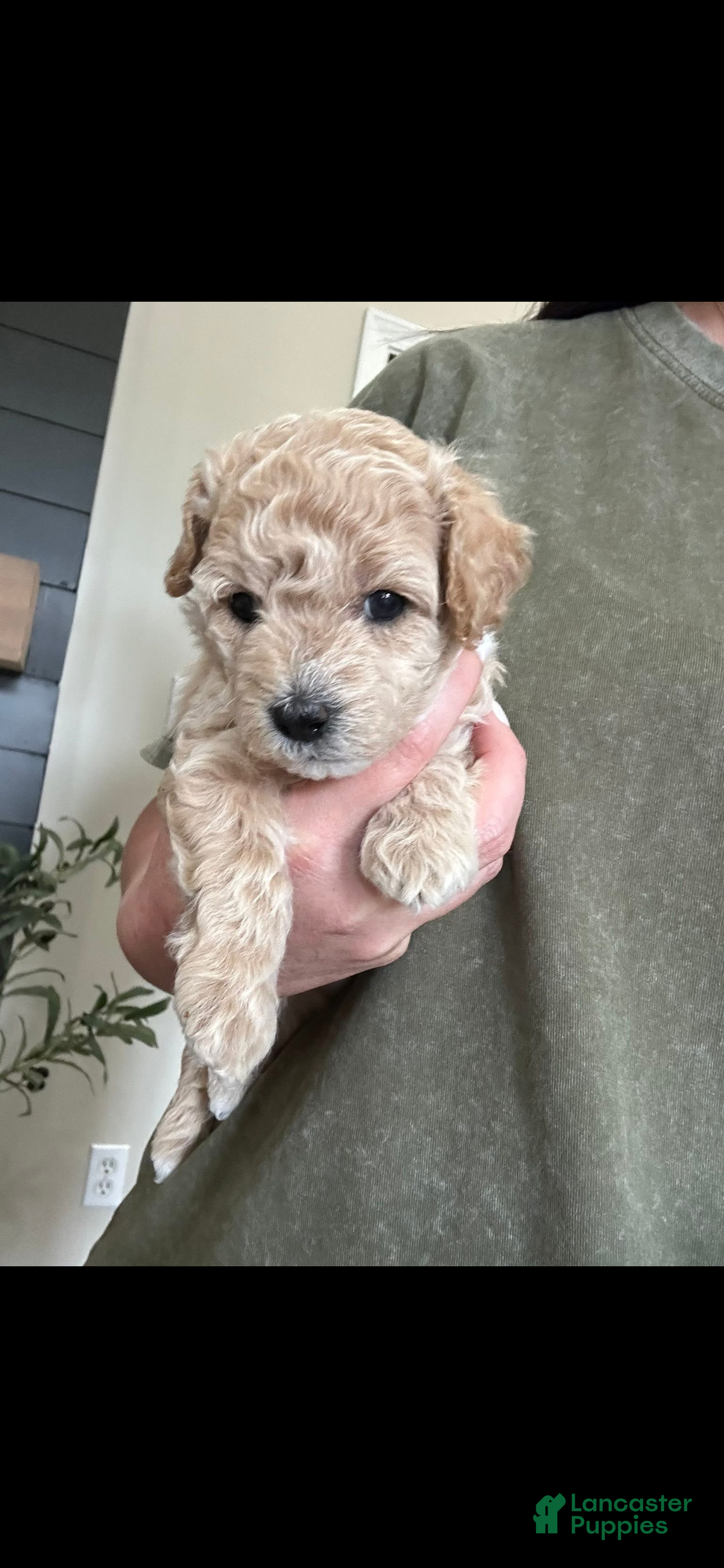 Maltipoo dogs Maltipoo Puppy 3 - Ad 16