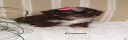 Mini Bernedoodle dogs for sale: Mini Bernedoodle 5 - Ad 7