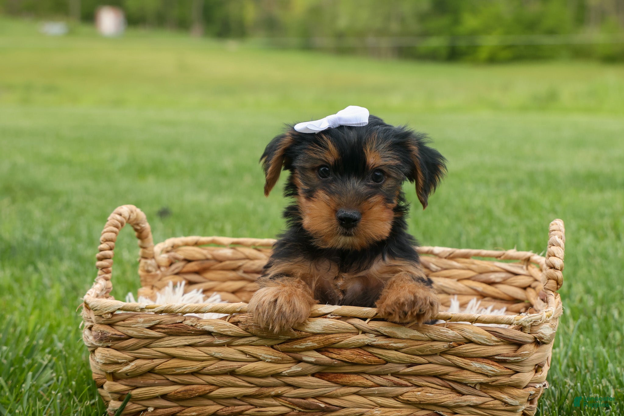 Yorkshire Terrier dogs  Bowie 🐶✨ - Ad 1