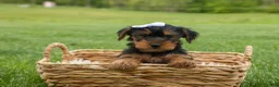 Yorkshire Terrier dogs for sale:  Bowie 🐶✨ - Ad 10