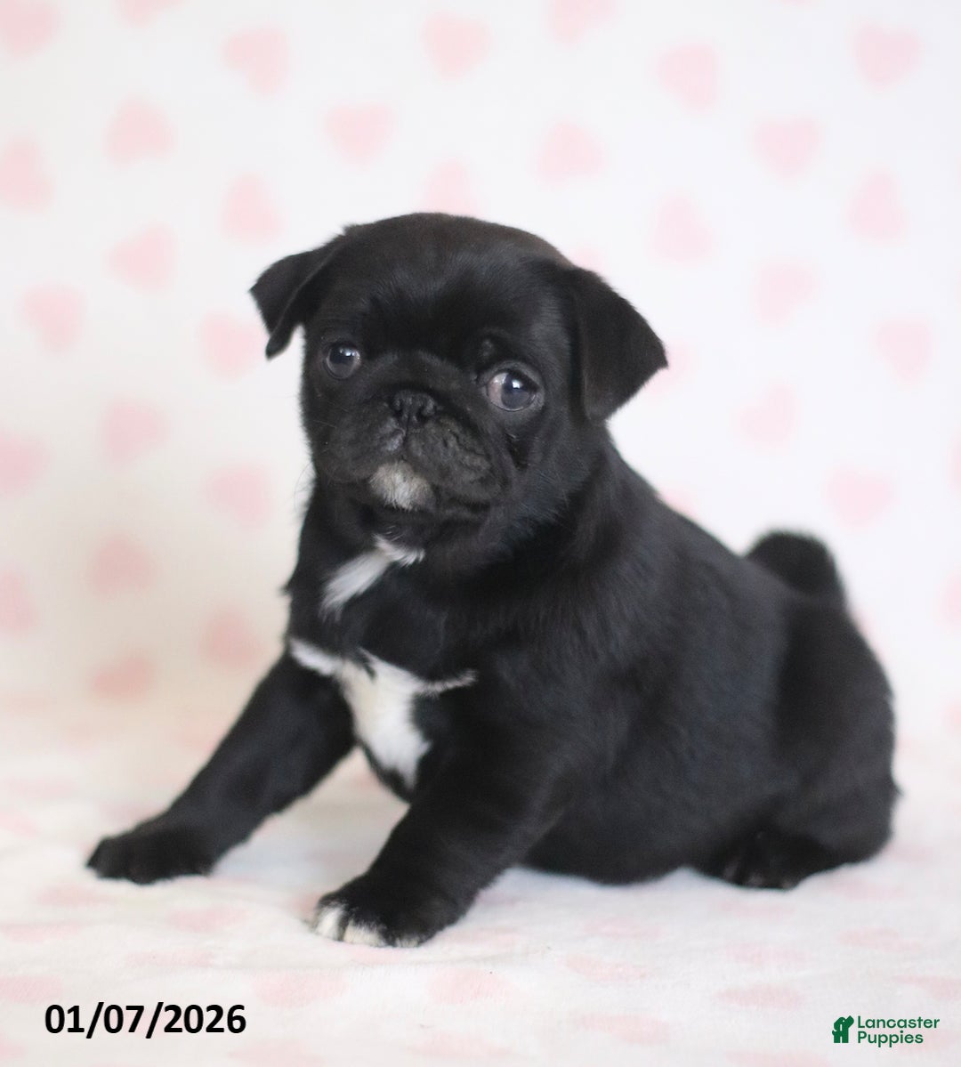 Pug dogs for sale: Bingo - Ad 4