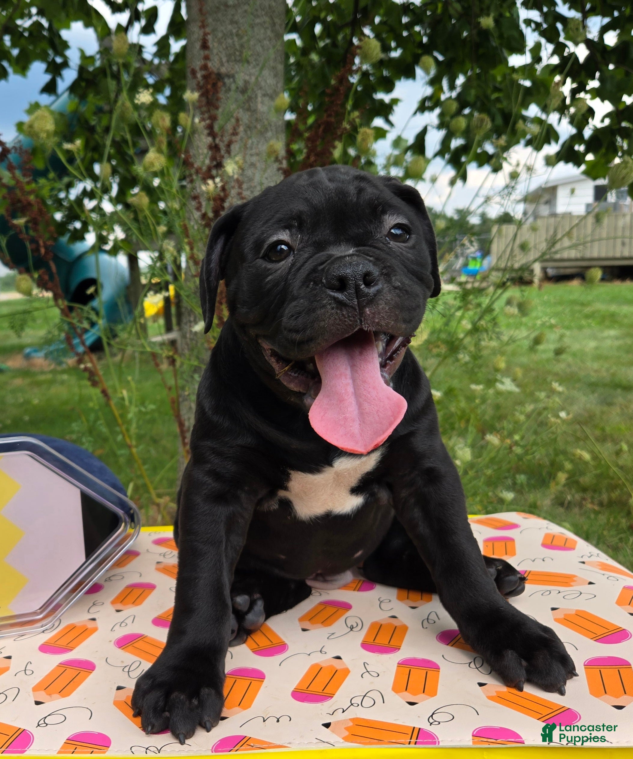 Olde English Bulldogge dogs Woody - Ad 1