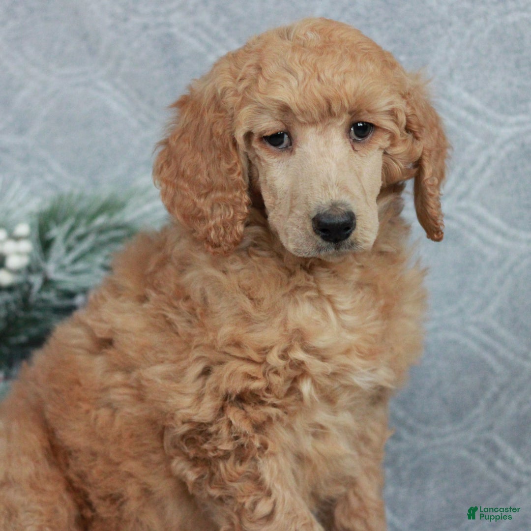 Standard Poodle dogs for sale: Patty  - Ad 2