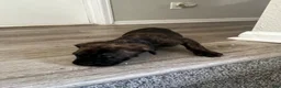 Cane Corso dogs for sale: Cane Corso 4 - Ad 4