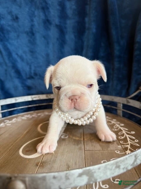 French Bulldog dogs Girl - Ad 1