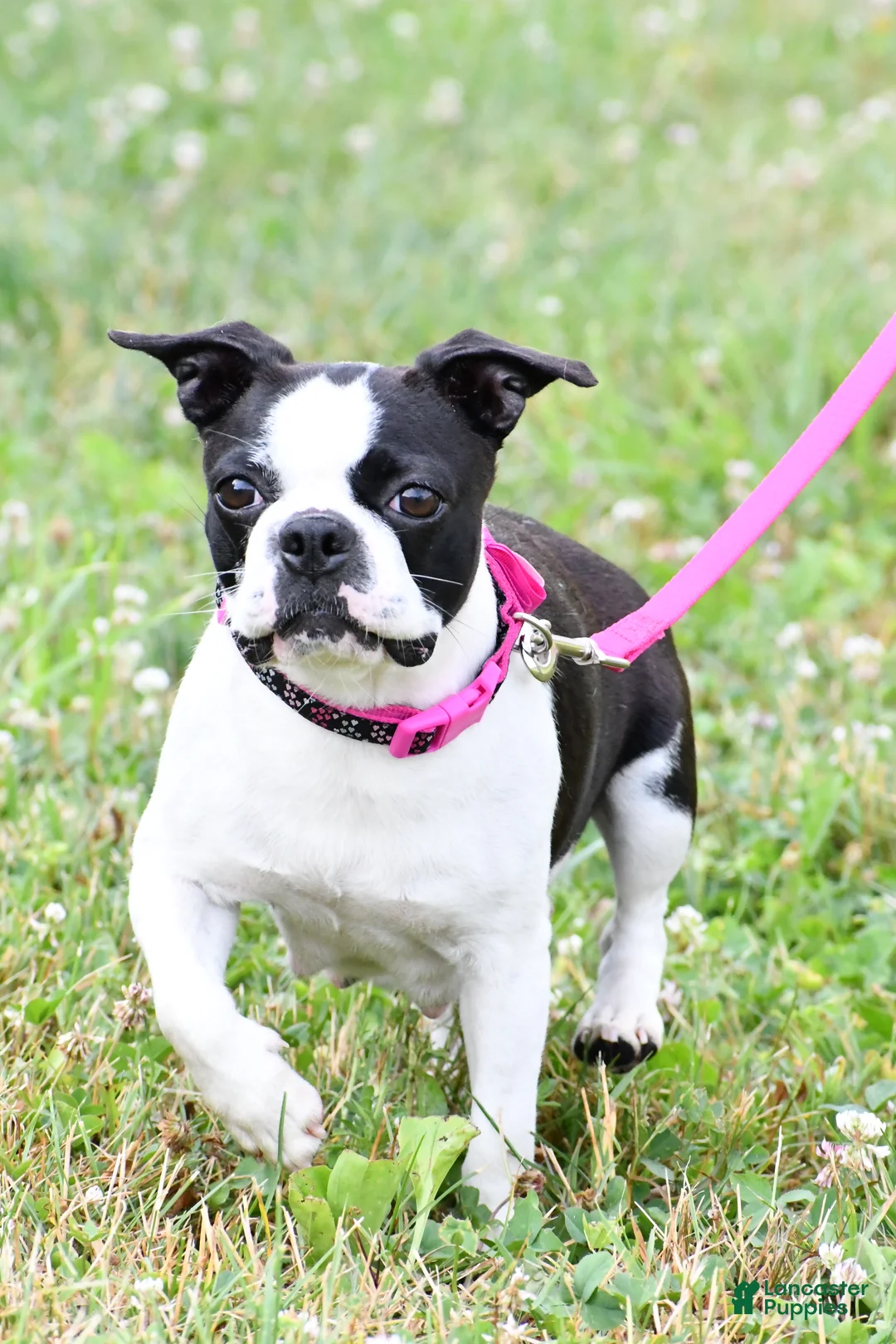 Frenchton dogs for sale: Nicky - Ad 7