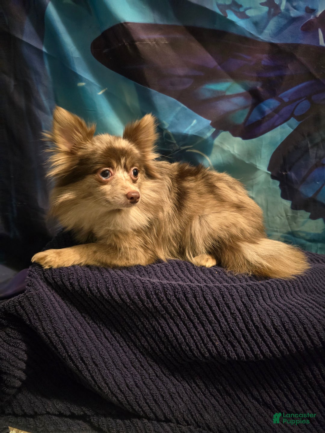 Pomeranian dogs for sale: Pomeranian Puppy 1 - Ad 5