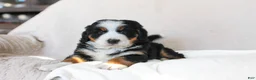 Bernese Mountain Dog dogs for sale: Jane - Ad 4