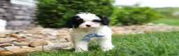 Cavapoo dogs for sale: Jackson - Ad 6