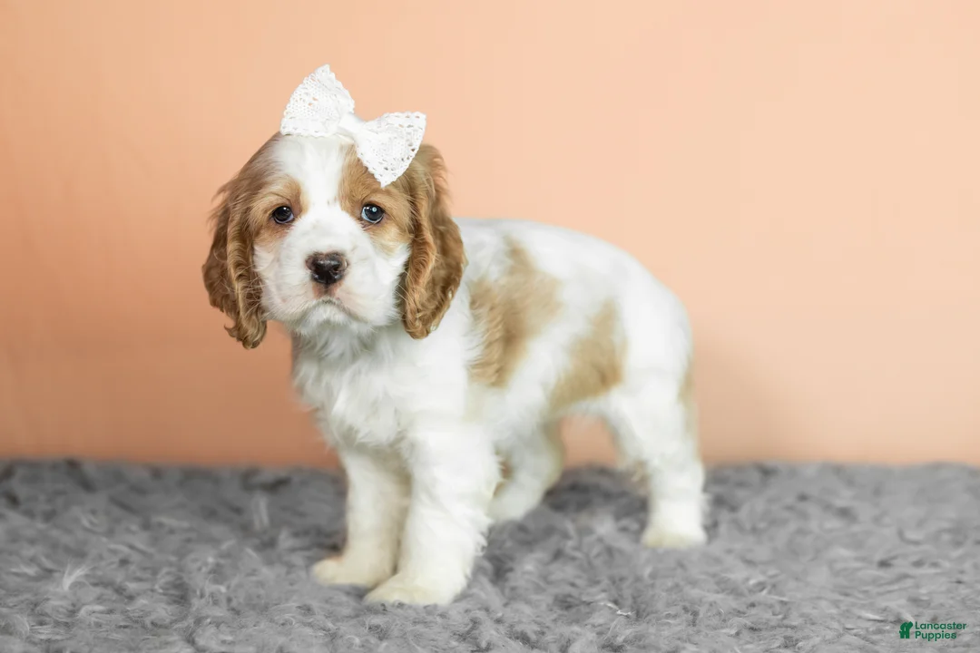 Cocker Spaniel dogs for sale: Grace - Ad 5