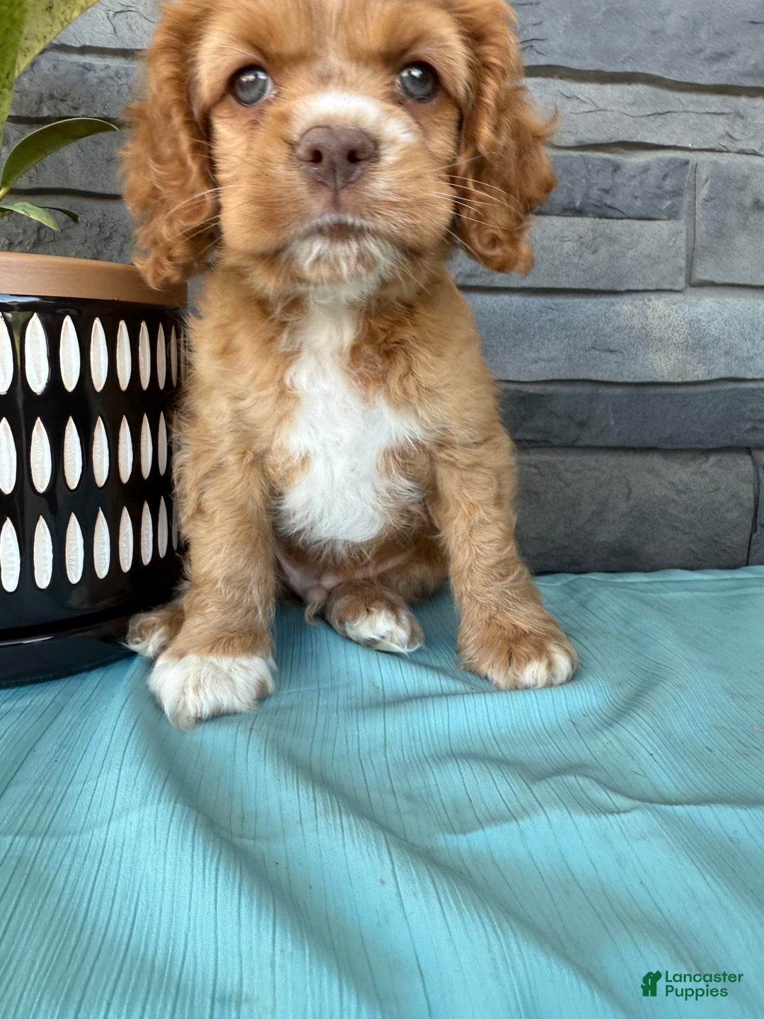 Golden Cocker Short Haired Cocker Spaniel For Sale Cocker