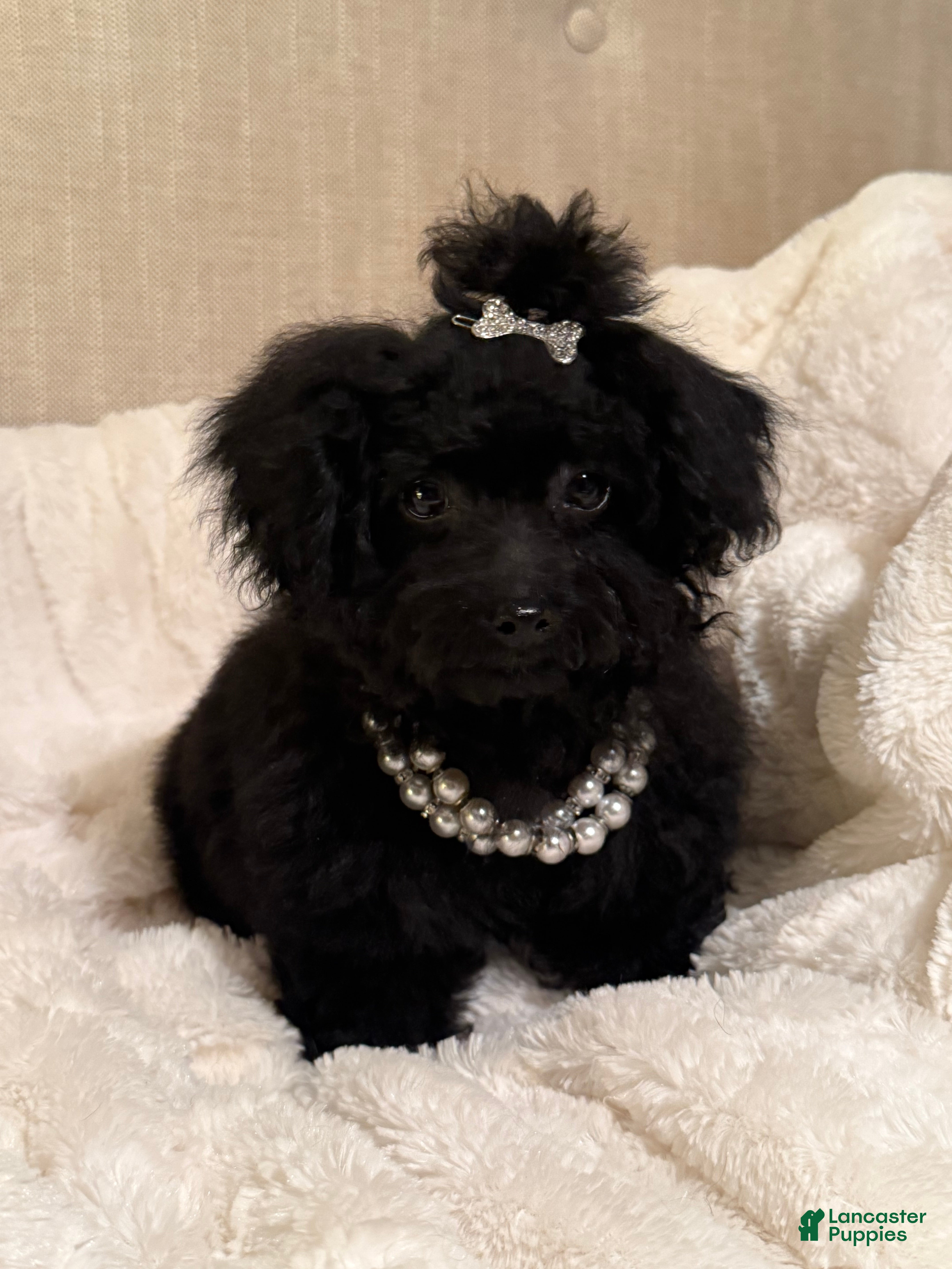 Toy Poodle dogs Jacob  - Ad 23