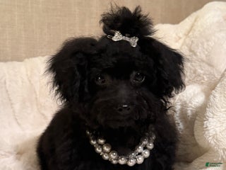 Toy Poodle dogs Jacob - Ad 8